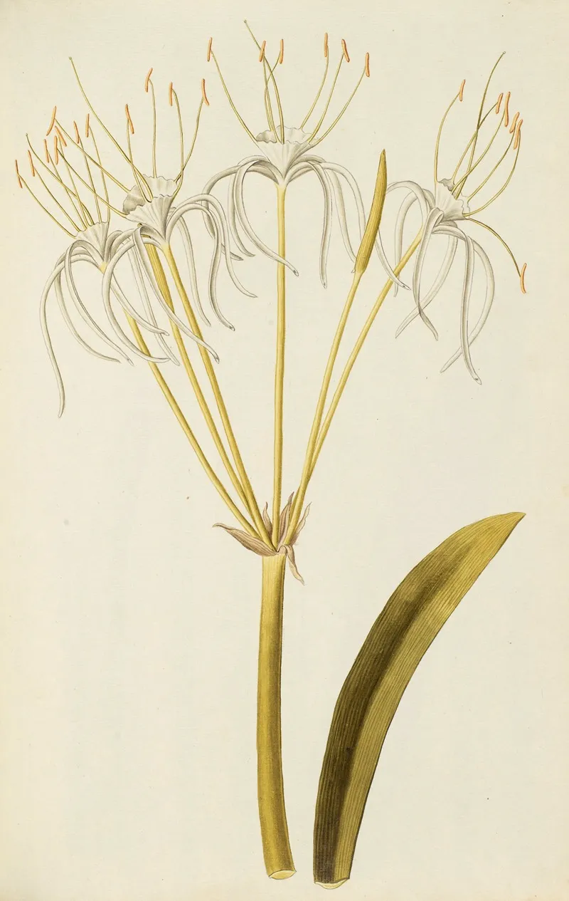 Selectarum Stirpium Americanarum Historia Pl 101 Wall Art by Nikolaus Joseph Freiherr von Jacquin - High-Resolution Digital Print
