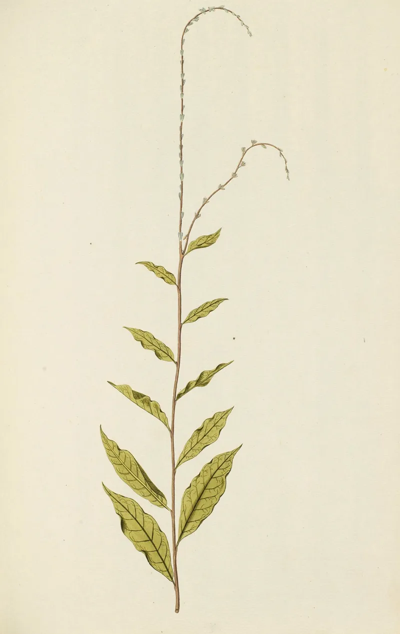 Selectarum Stirpium Americanarum Historia Pl 104 Wall Art by Nikolaus Joseph Freiherr von Jacquin - High-Resolution Digital Print