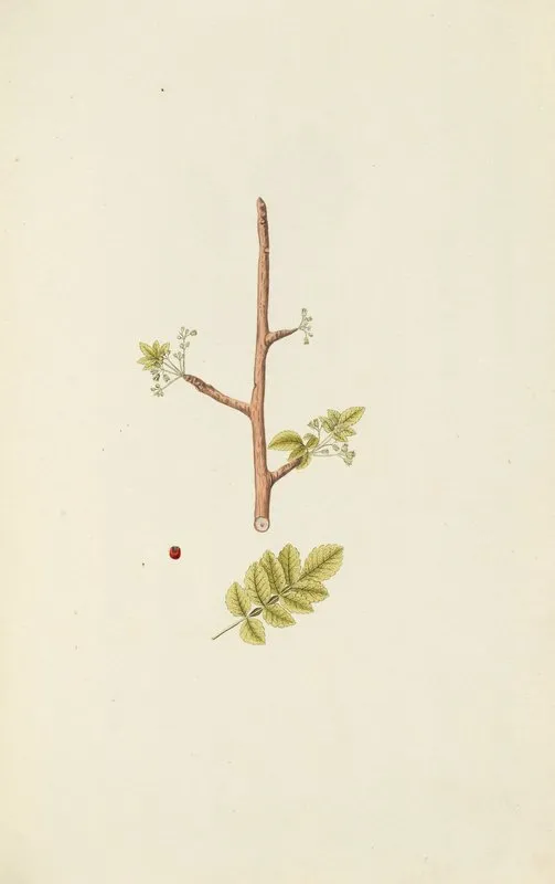 Selectarum Stirpium Americanarum Historia Pl 106 Wall Art by Nikolaus Joseph Freiherr von Jacquin - High-Resolution Digital Print