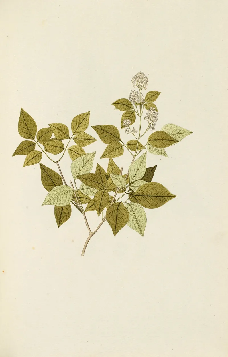 Selectarum Stirpium Americanarum Historia Pl 108 Wall Art by Nikolaus Joseph Freiherr von Jacquin - High-Resolution Digital Print