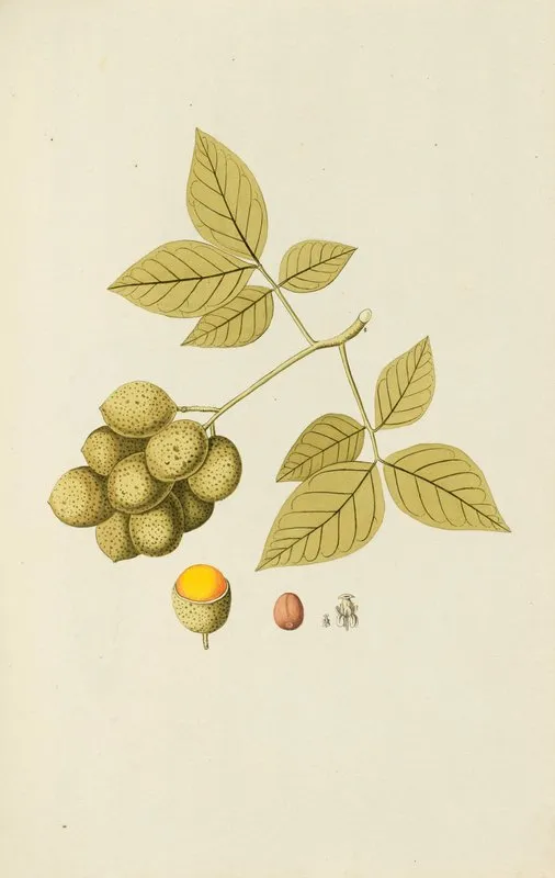 Selectarum Stirpium Americanarum Historia Pl 109 Wall Art by Nikolaus Joseph Freiherr von Jacquin - High-Resolution Digital Print
