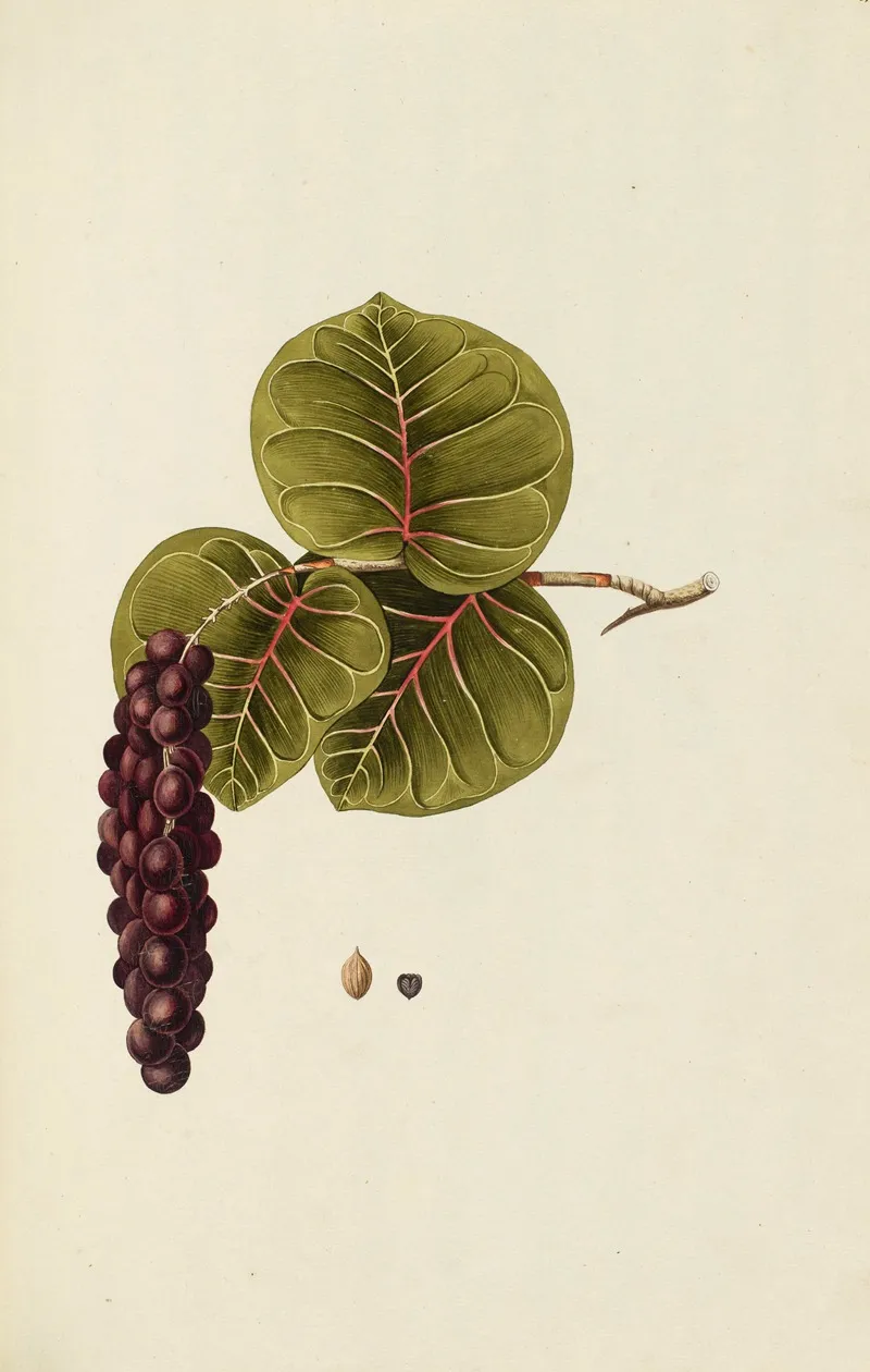 Selectarum Stirpium Americanarum Historia Pl 110 Wall Art by Nikolaus Joseph Freiherr von Jacquin - High-Resolution Digital Print