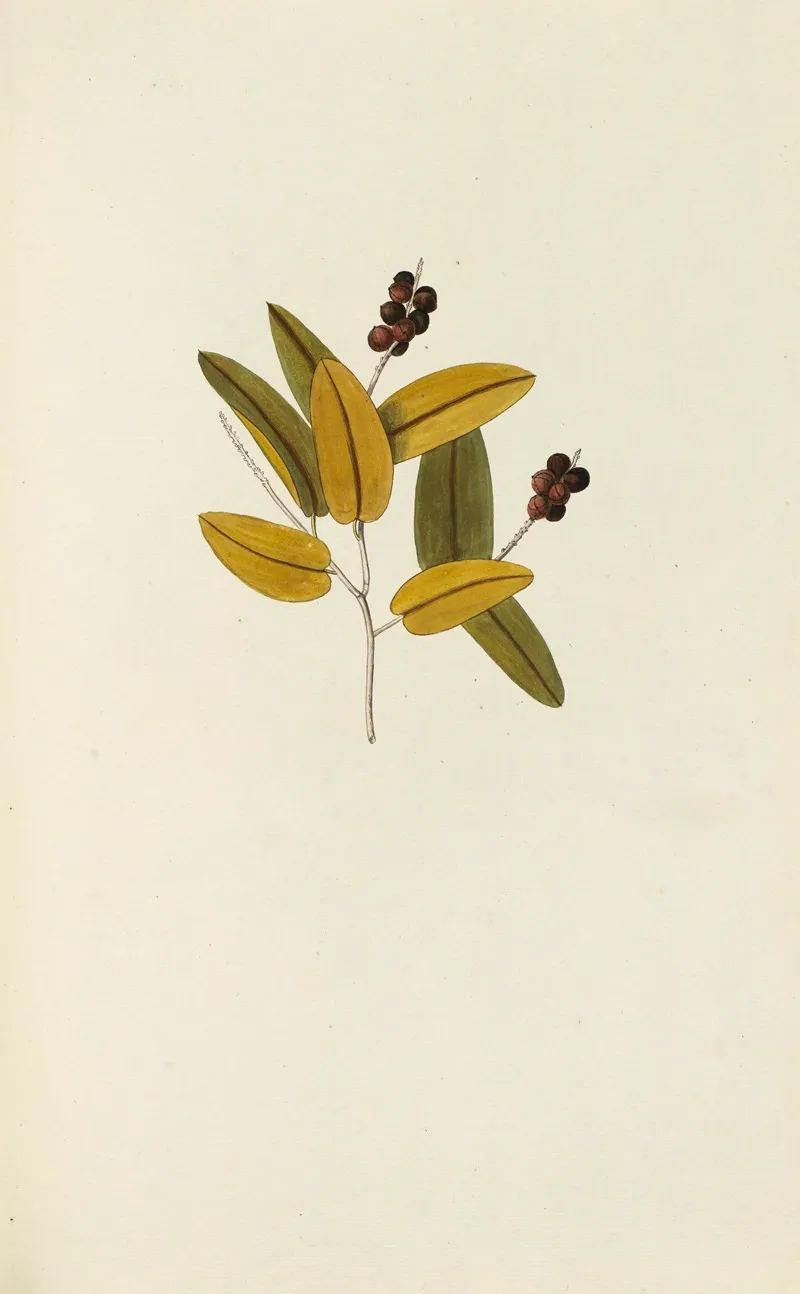 Selectarum Stirpium Americanarum Historia Pl 112 Wall Art by Nikolaus Joseph Freiherr von Jacquin - High-Resolution Digital Print