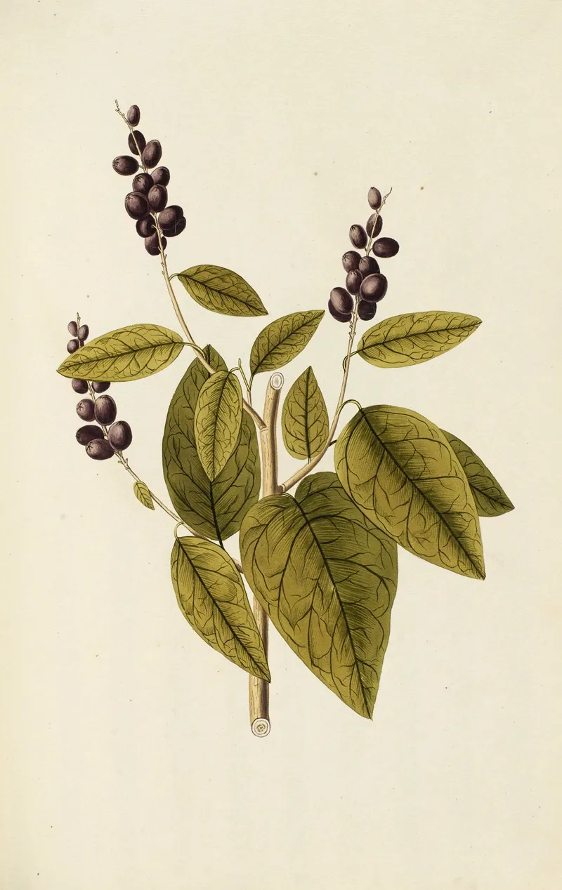 Selectarum Stirpium Americanarum Historia Pl 113 Wall Art by Nikolaus Joseph Freiherr von Jacquin - High-Resolution Digital Print