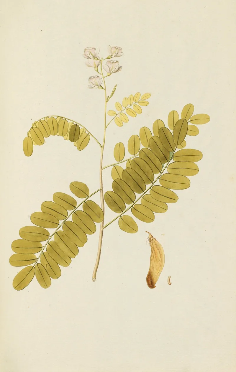 Selectarum Stirpium Americanarum Historia Pl 118 Wall Art by Nikolaus Joseph Freiherr von Jacquin - High-Resolution Digital Print