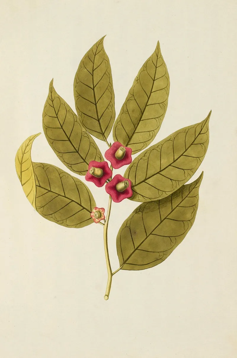 Selectarum Stirpium Americanarum Historia Pl 122 Wall Art by Nikolaus Joseph Freiherr von Jacquin - High-Resolution Digital Print