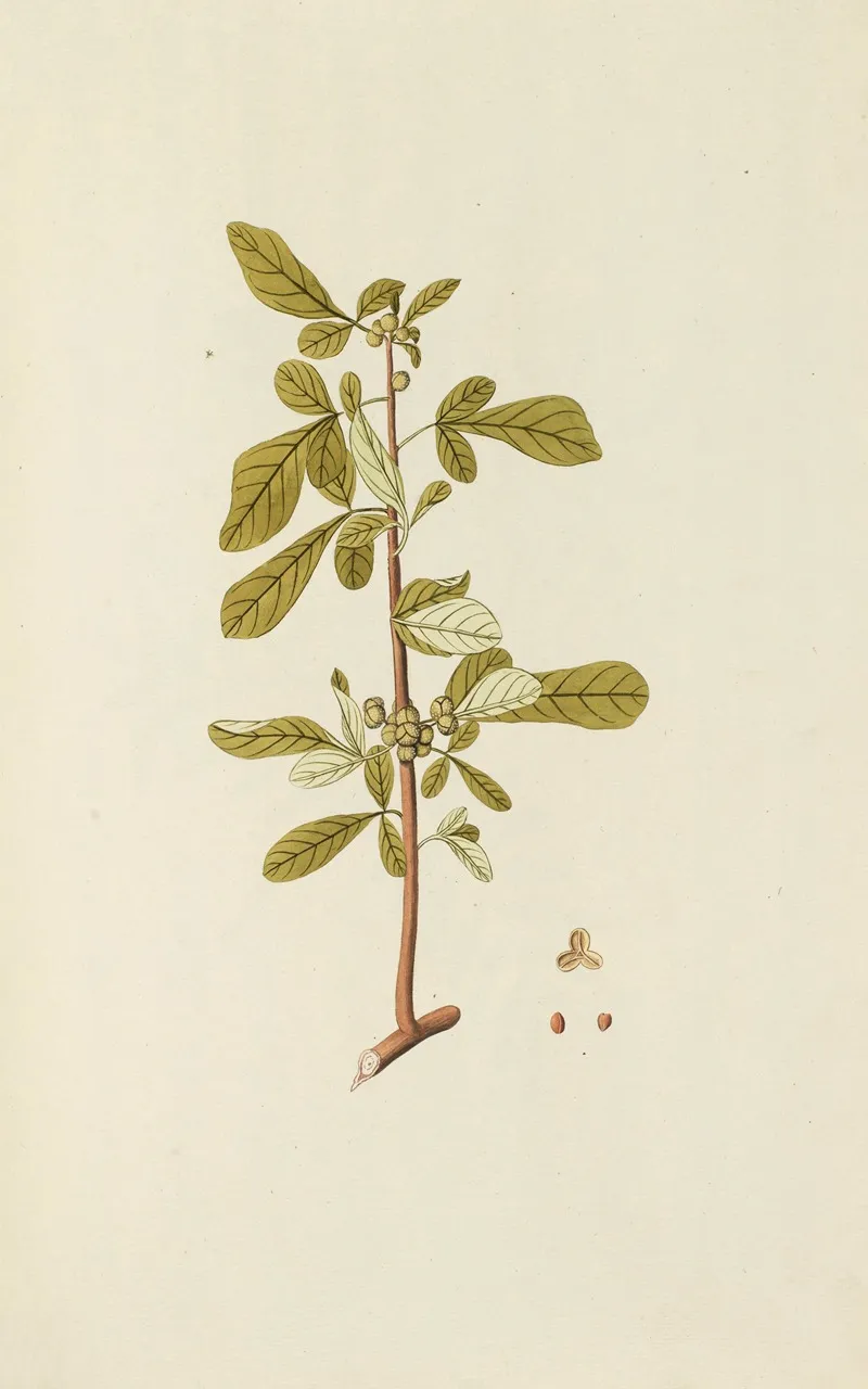 Selectarum Stirpium Americanarum Historia Pl 123 Wall Art by Nikolaus Joseph Freiherr von Jacquin - High-Resolution Digital Print