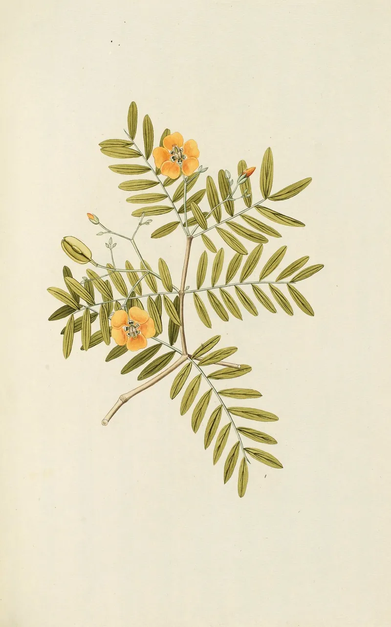 Selectarum Stirpium Americanarum Historia Pl 124 Wall Art by Nikolaus Joseph Freiherr von Jacquin - High-Resolution Digital Print