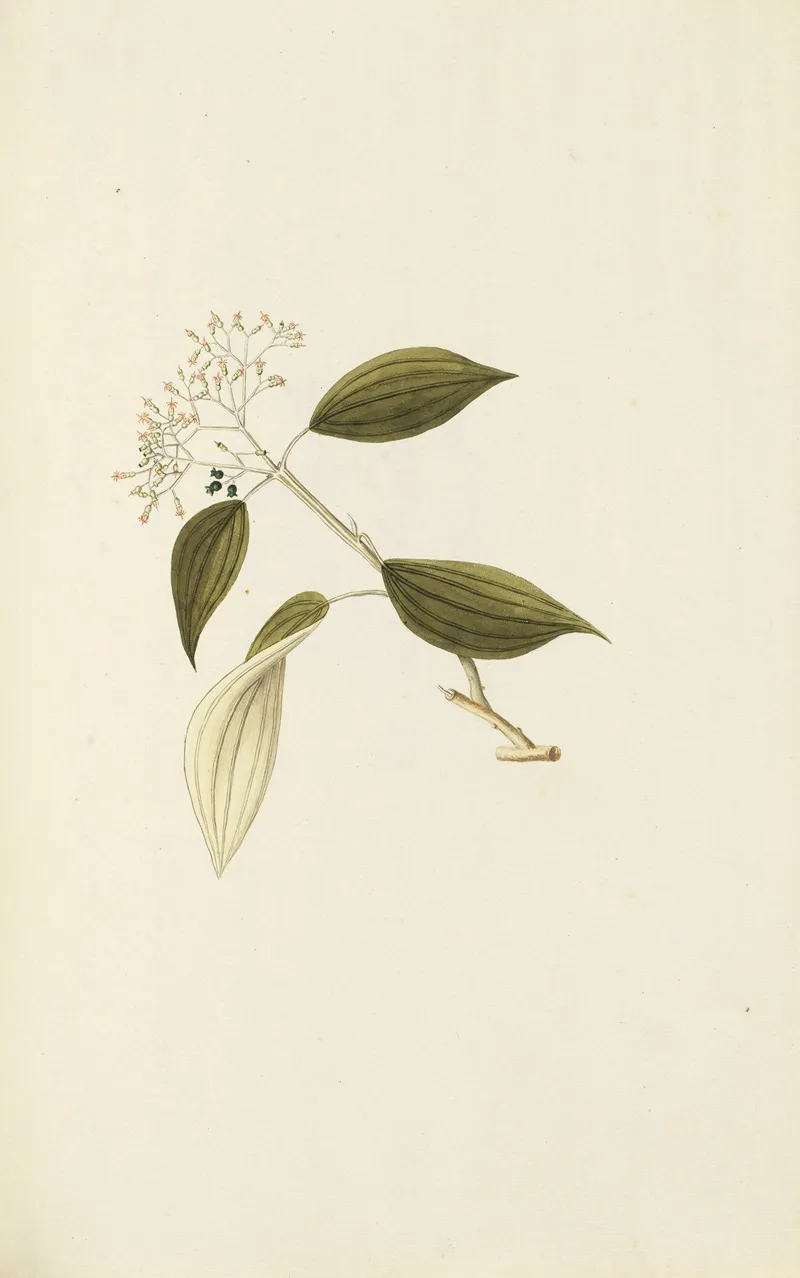 Selectarum Stirpium Americanarum Historia Pl 125 Wall Art by Nikolaus Joseph Freiherr von Jacquin - High-Resolution Digital Print