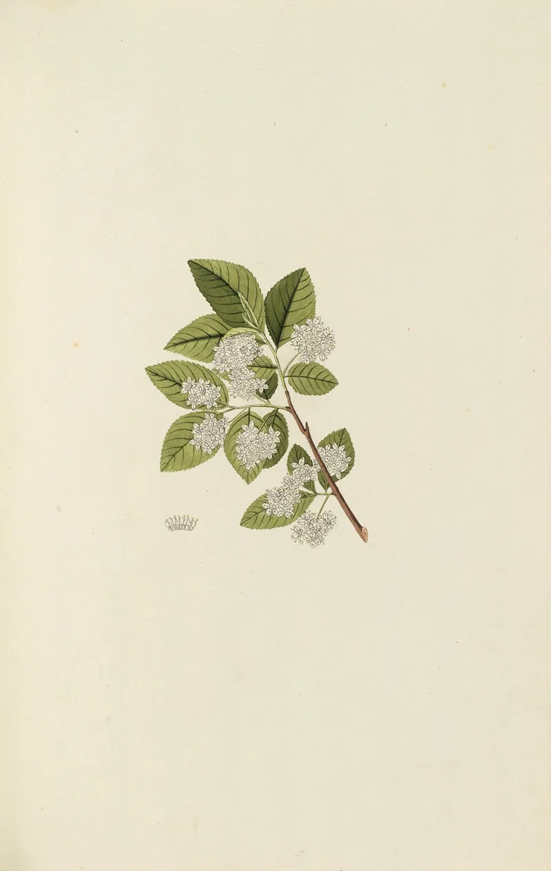Selectarum Stirpium Americanarum Historia Pl 126 Wall Art by Nikolaus Joseph Freiherr von Jacquin - High-Resolution Digital Print