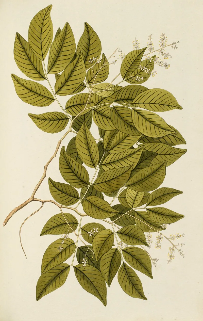 Selectarum Stirpium Americanarum Historia Pl 128 Wall Art by Nikolaus Joseph Freiherr von Jacquin - High-Resolution Digital Print
