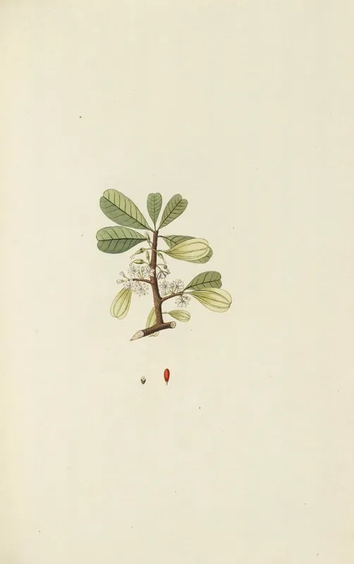 Selectarum Stirpium Americanarum Historia Pl 129 Wall Art by Nikolaus Joseph Freiherr von Jacquin - High-Resolution Digital Print