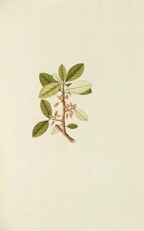 Selectarum Stirpium Americanarum Historia Pl 130 Wall Art by Nikolaus Joseph Freiherr von Jacquin - High-Resolution Digital Print