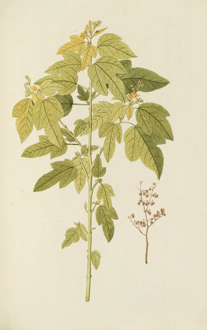 Selectarum Stirpium Americanarum Historia Pl 133 Wall Art by Nikolaus Joseph Freiherr von Jacquin - High-Resolution Digital Print
