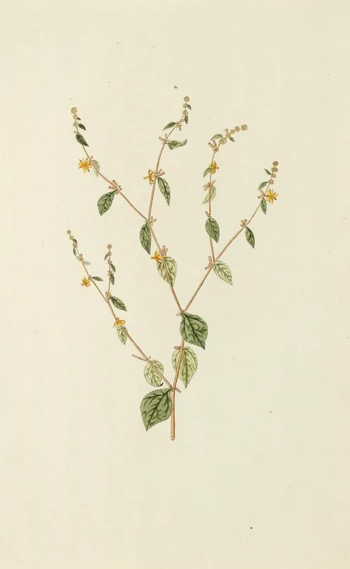 Selectarum Stirpium Americanarum Historia Pl 134 Wall Art by Nikolaus Joseph Freiherr von Jacquin - High-Resolution Digital Print
