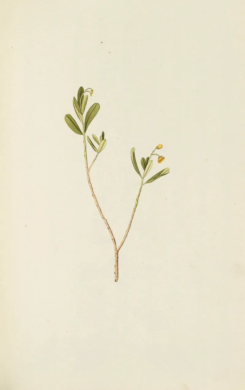 Selectarum Stirpium Americanarum Historia Pl 135 Wall Art by Nikolaus Joseph Freiherr von Jacquin - High-Resolution Digital Print