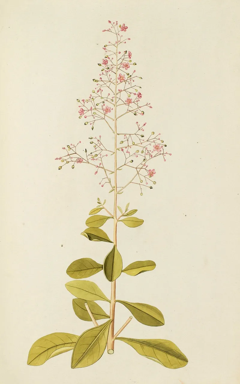 Selectarum Stirpium Americanarum Historia Pl 136 Wall Art by Nikolaus Joseph Freiherr von Jacquin - High-Resolution Digital Print