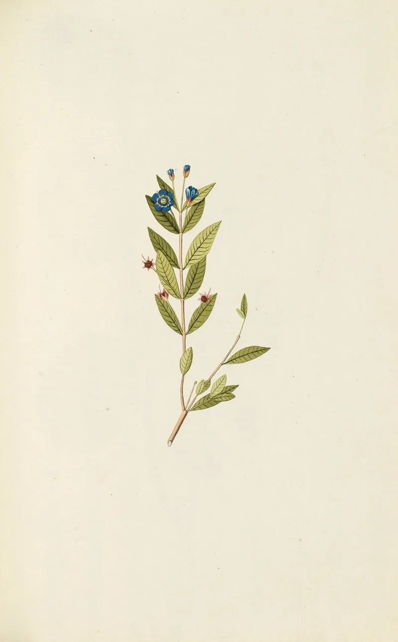 Selectarum Stirpium Americanarum Historia Pl 137 Wall Art by Nikolaus Joseph Freiherr von Jacquin - High-Resolution Digital Print