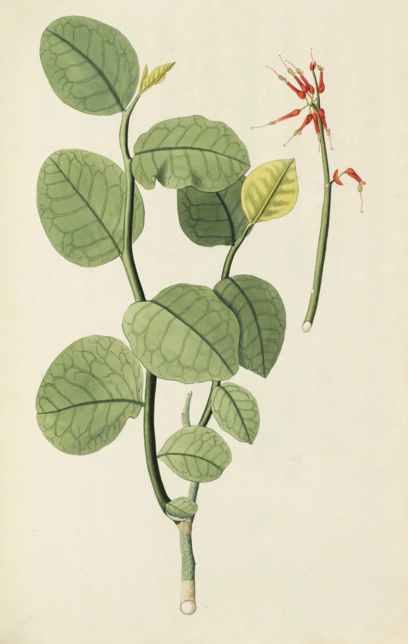 Selectarum Stirpium Americanarum Historia Pl 138 Wall Art by Nikolaus Joseph Freiherr von Jacquin - High-Resolution Digital Print