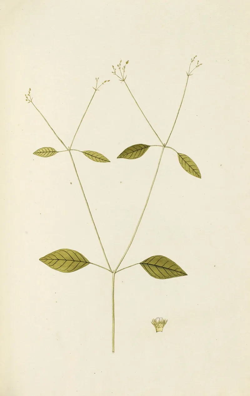 Selectarum Stirpium Americanarum Historia Pl 139 Wall Art by Nikolaus Joseph Freiherr von Jacquin - High-Resolution Digital Print