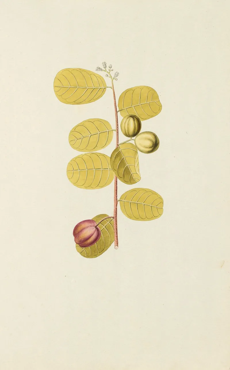 Selectarum Stirpium Americanarum Historia Pl 141 Wall Art by Nikolaus Joseph Freiherr von Jacquin - High-Resolution Digital Print