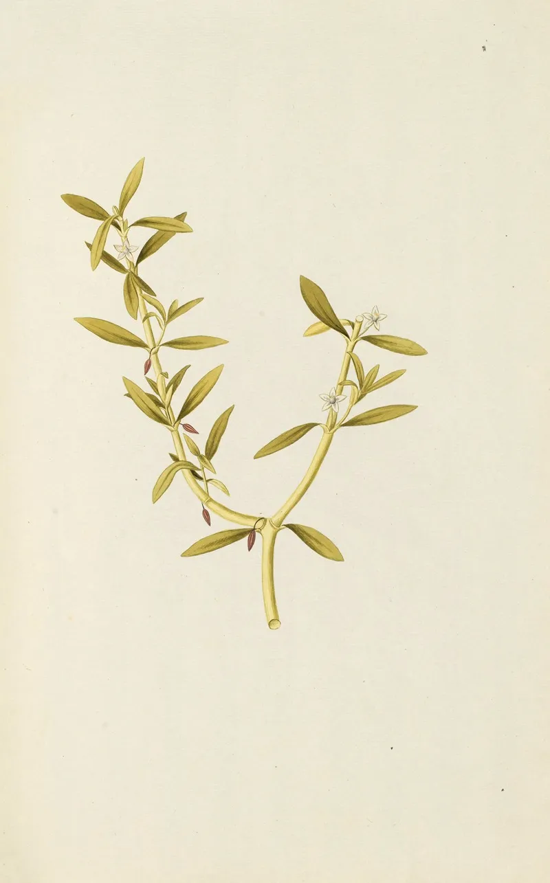 Selectarum Stirpium Americanarum Historia Pl 142 Wall Art by Nikolaus Joseph Freiherr von Jacquin - High-Resolution Digital Print