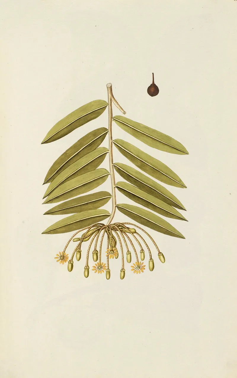 Selectarum Stirpium Americanarum Historia Pl 143 Wall Art by Nikolaus Joseph Freiherr von Jacquin - High-Resolution Digital Print