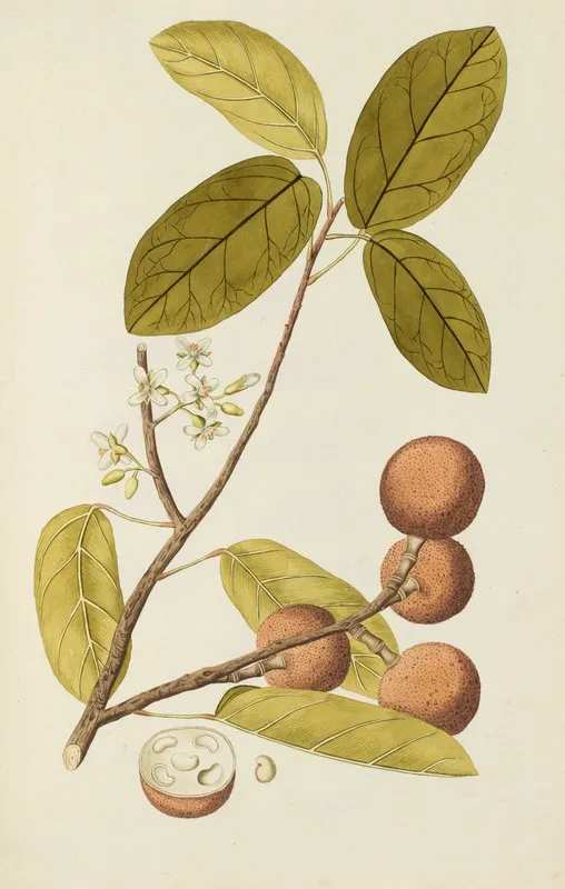 Selectarum Stirpium Americanarum Historia Pl 144 Wall Art by Nikolaus Joseph Freiherr von Jacquin - High-Resolution Digital Print