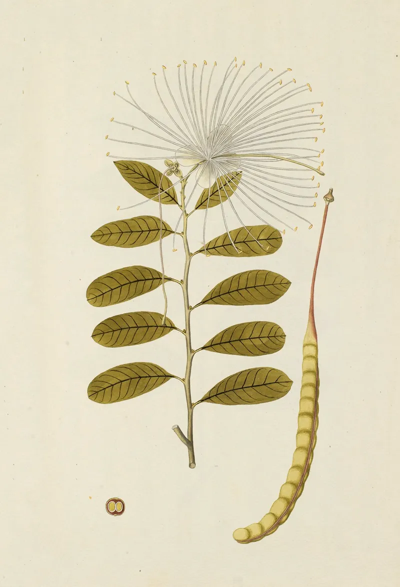 Selectarum Stirpium Americanarum Historia Pl 145 Wall Art by Nikolaus Joseph Freiherr von Jacquin - High-Resolution Digital Print