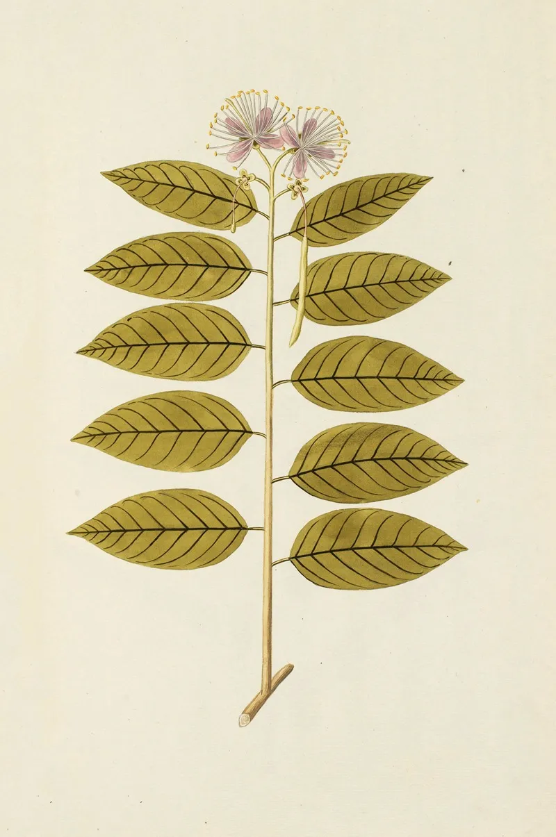 Selectarum Stirpium Americanarum Historia Pl 146 Wall Art by Nikolaus Joseph Freiherr von Jacquin - High-Resolution Digital Print