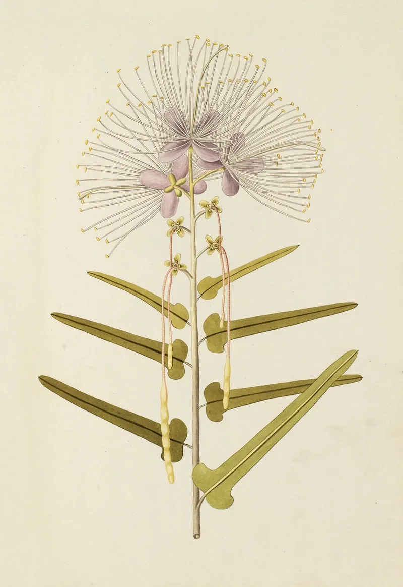 Selectarum Stirpium Americanarum Historia Pl 147 Wall Art by Nikolaus Joseph Freiherr von Jacquin - High-Resolution Digital Print