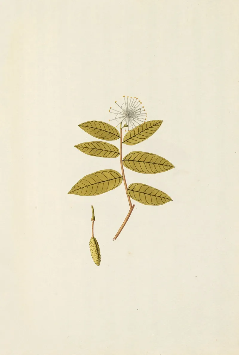 Selectarum Stirpium Americanarum Historia Pl 148 Wall Art by Nikolaus Joseph Freiherr von Jacquin - High-Resolution Digital Print