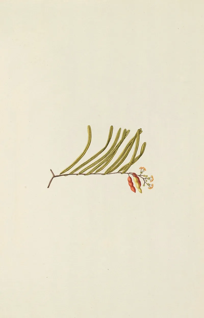 Selectarum Stirpium Americanarum Historia Pl 151 Wall Art by Nikolaus Joseph Freiherr von Jacquin - High-Resolution Digital Print