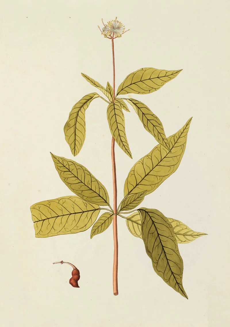 Selectarum Stirpium Americanarum Historia Pl 153 Wall Art by Nikolaus Joseph Freiherr von Jacquin - High-Resolution Digital Print