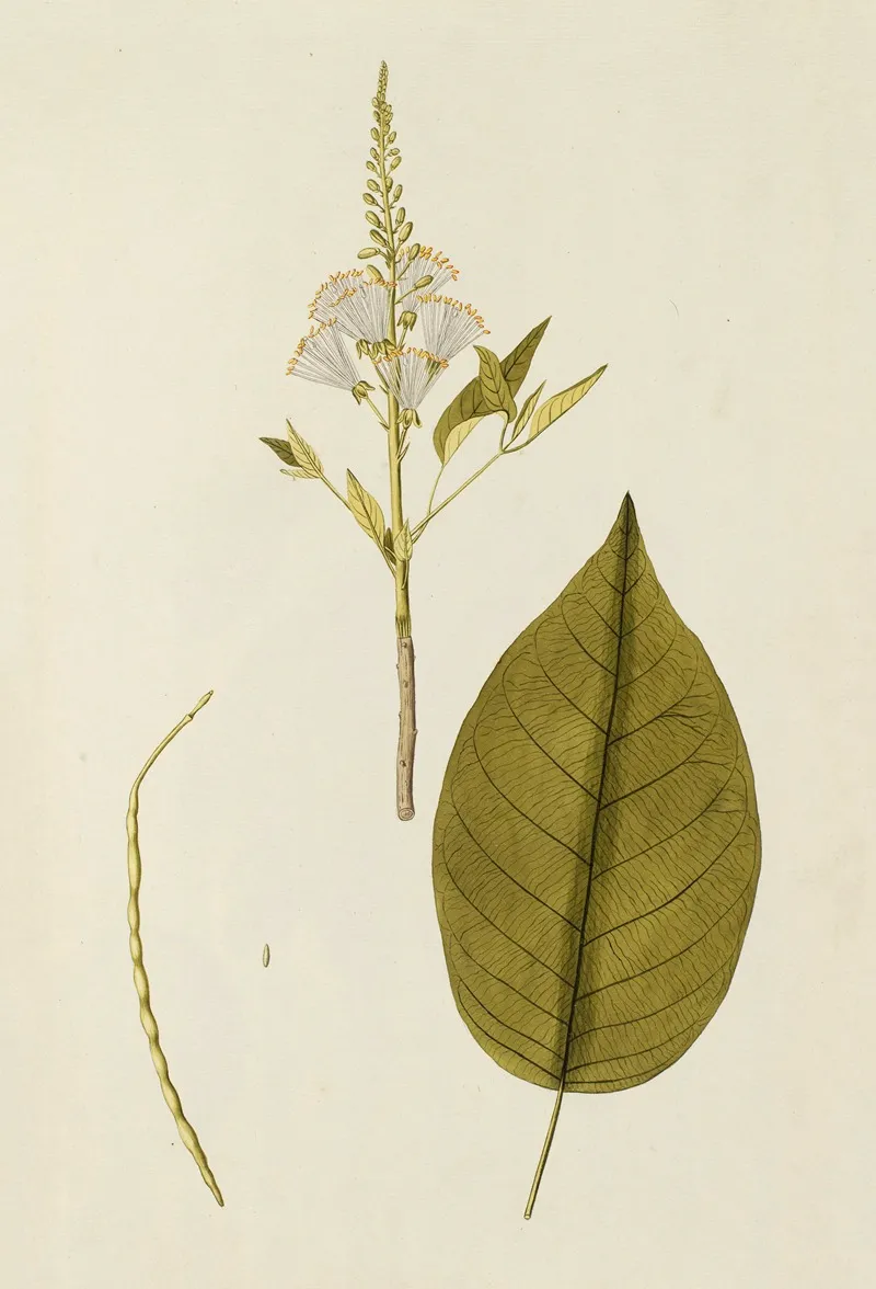Selectarum Stirpium Americanarum Historia Pl 154 Wall Art by Nikolaus Joseph Freiherr von Jacquin - High-Resolution Digital Print