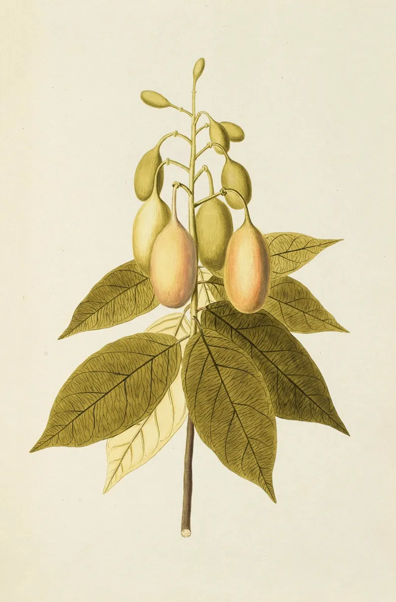 Selectarum Stirpium Americanarum Historia Pl 156 Wall Art by Nikolaus Joseph Freiherr von Jacquin - High-Resolution Digital Print