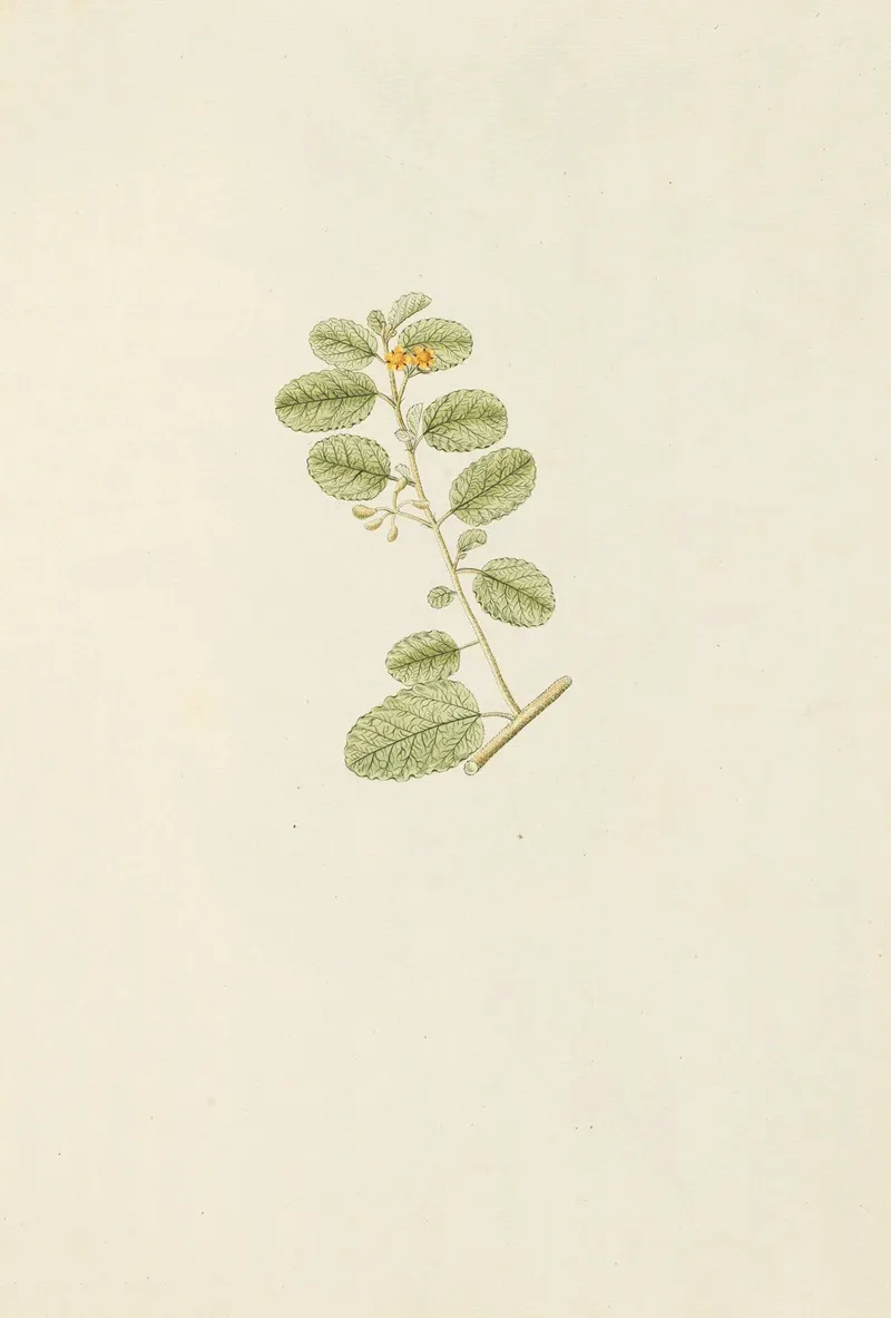 Selectarum Stirpium Americanarum Historia Pl 157 Wall Art by Nikolaus Joseph Freiherr von Jacquin - High-Resolution Digital Print