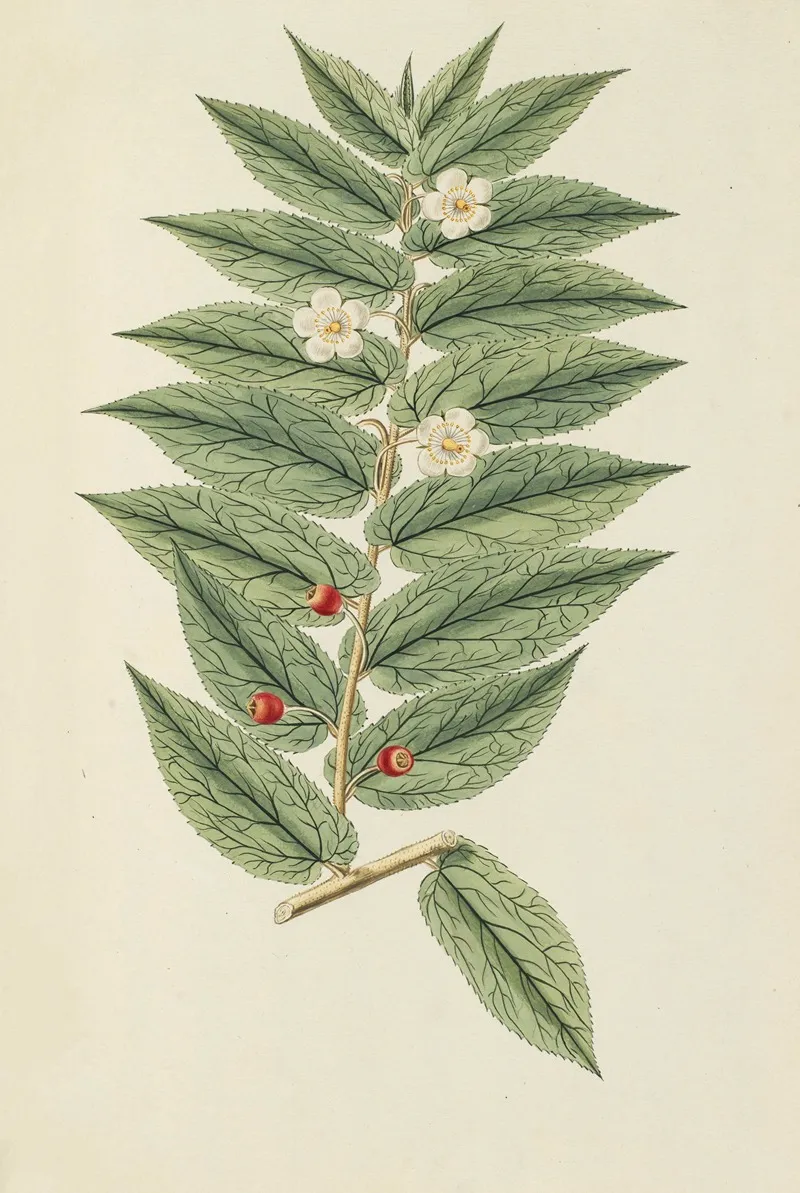 Selectarum Stirpium Americanarum Historia Pl 158 Wall Art by Nikolaus Joseph Freiherr von Jacquin - High-Resolution Digital Print