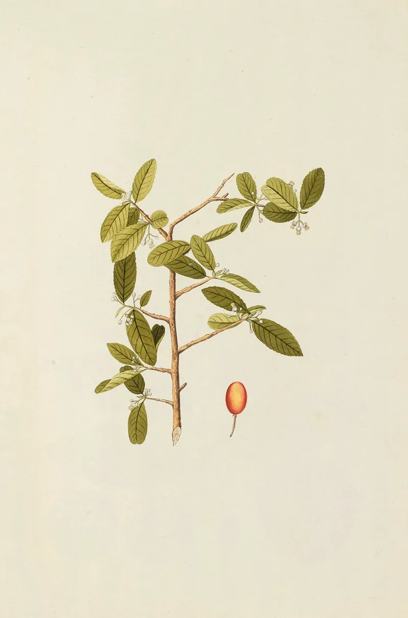 Selectarum Stirpium Americanarum Historia Pl 159 Wall Art by Nikolaus Joseph Freiherr von Jacquin - High-Resolution Digital Print