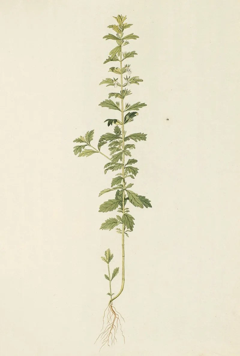 Selectarum Stirpium Americanarum Historia Pl 164 Wall Art by Nikolaus Joseph Freiherr von Jacquin - High-Resolution Digital Print