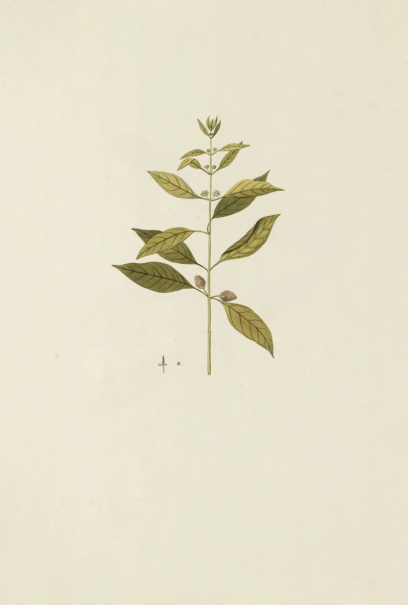 Selectarum Stirpium Americanarum Historia Pl 168 Wall Art by Nikolaus Joseph Freiherr von Jacquin - High-Resolution Digital Print