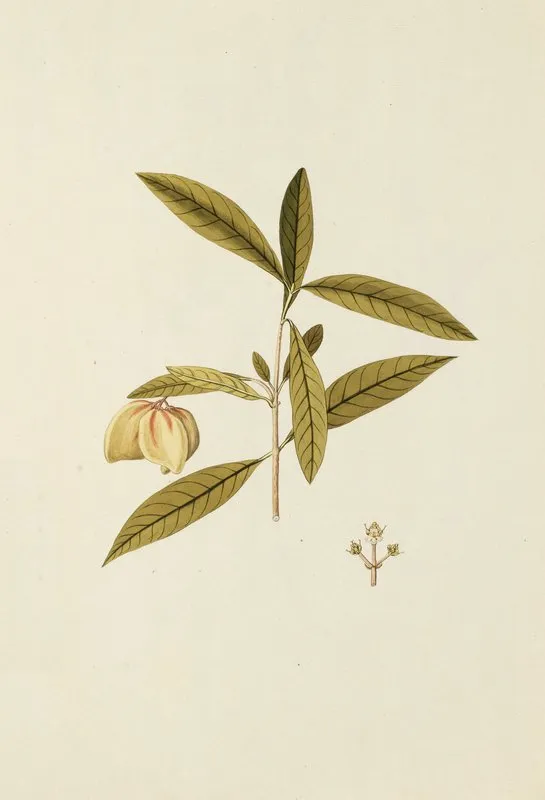 Selectarum Stirpium Americanarum Historia Pl 169 Wall Art by Nikolaus Joseph Freiherr von Jacquin - High-Resolution Digital Print
