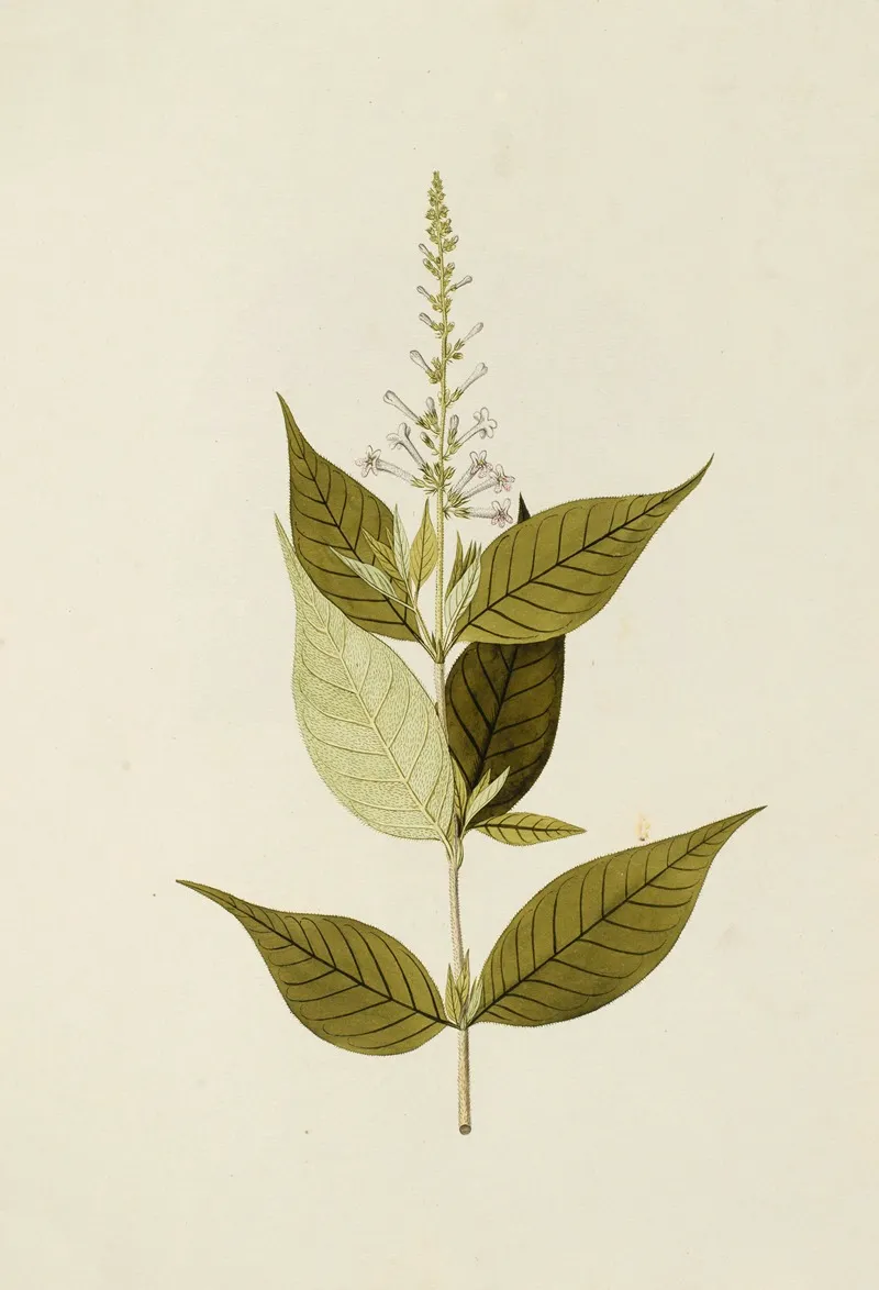 Selectarum Stirpium Americanarum Historia Pl 172 Wall Art by Nikolaus Joseph Freiherr von Jacquin - High-Resolution Digital Print