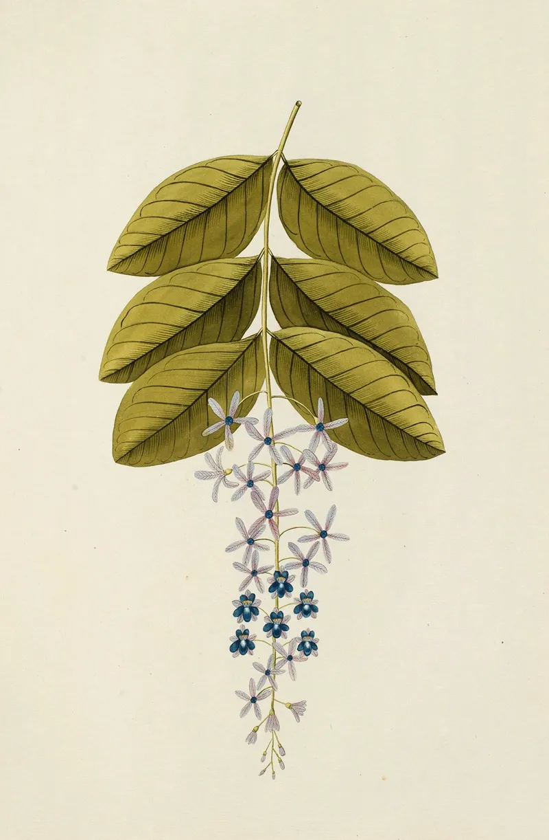 Selectarum Stirpium Americanarum Historia Pl 173 Wall Art by Nikolaus Joseph Freiherr von Jacquin - High-Resolution Digital Print