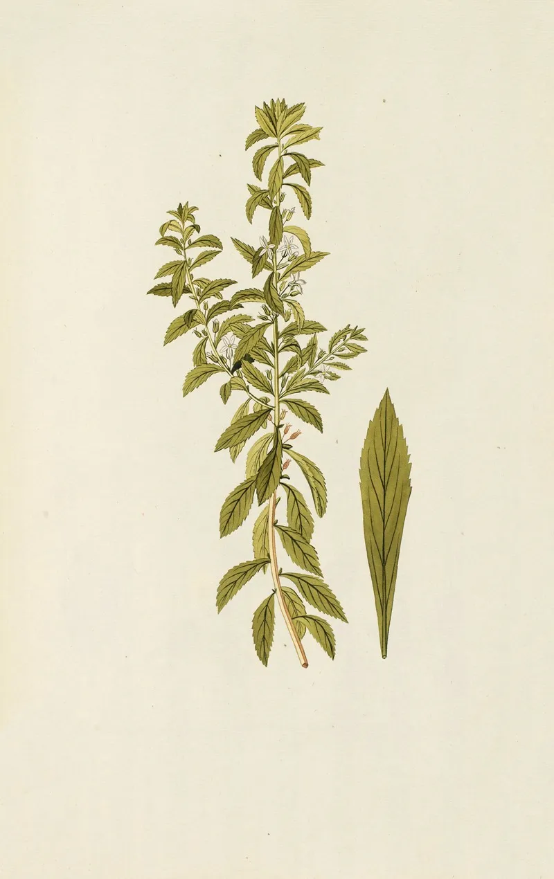 Selectarum Stirpium Americanarum Historia Pl 174 Wall Art by Nikolaus Joseph Freiherr von Jacquin - High-Resolution Digital Print