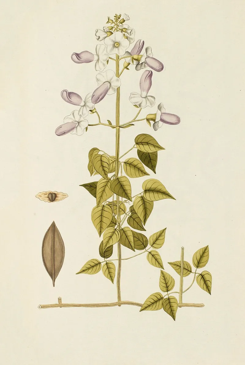Selectarum Stirpium Americanarum Historia Pl 175 Wall Art by Nikolaus Joseph Freiherr von Jacquin - High-Resolution Digital Print
