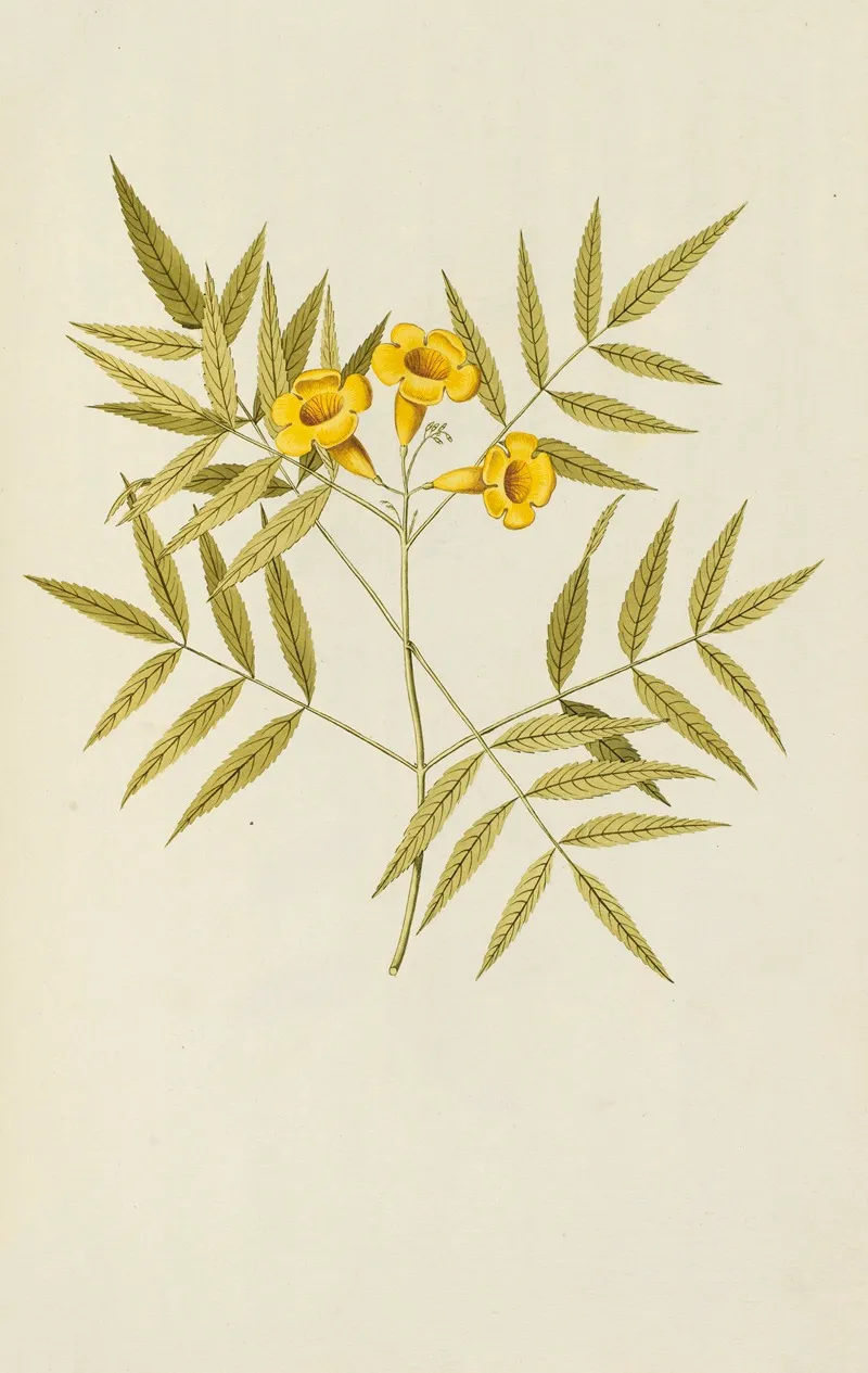 Selectarum Stirpium Americanarum Historia Pl 176 Wall Art by Nikolaus Joseph Freiherr von Jacquin - High-Resolution Digital Print