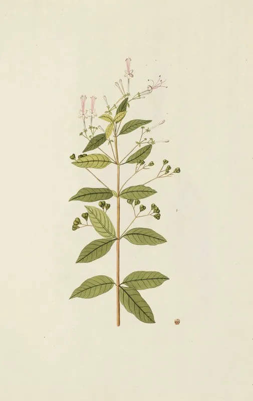 Selectarum Stirpium Americanarum Historia Pl 177 Wall Art by Nikolaus Joseph Freiherr von Jacquin - High-Resolution Digital Print