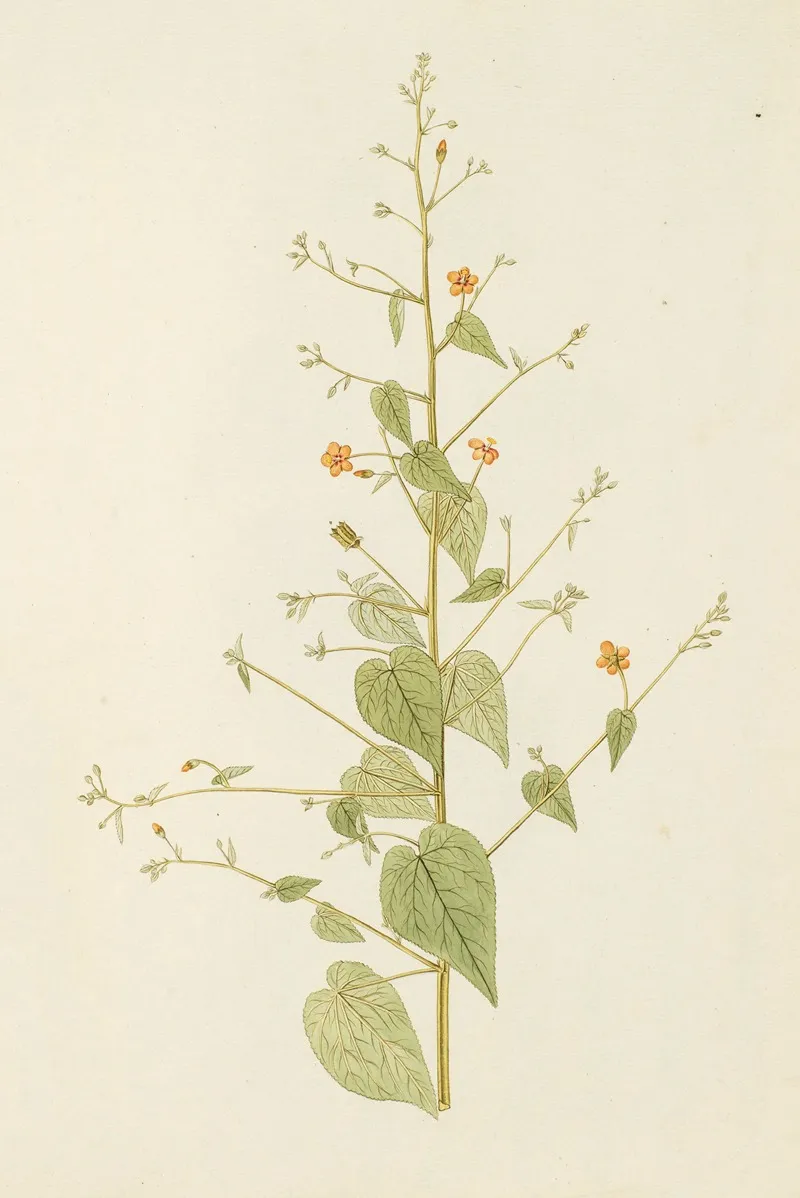 Selectarum Stirpium Americanarum Historia Pl 184 Wall Art by Nikolaus Joseph Freiherr von Jacquin - High-Resolution Digital Print