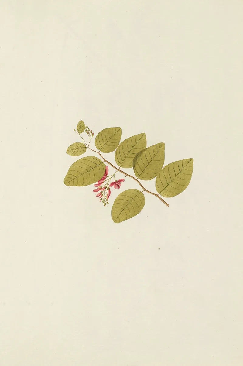 Selectarum Stirpium Americanarum Historia Pl 186 Wall Art by Nikolaus Joseph Freiherr von Jacquin - High-Resolution Digital Print